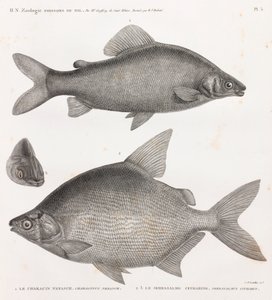 Fisk: Characin Nefasch & Serrasalme Citharine af Unbekannt