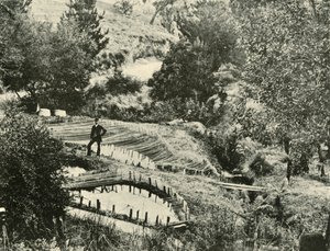 Fiskedamme, Ercildoune, nær Ballarat, 1901. af Unbekannt