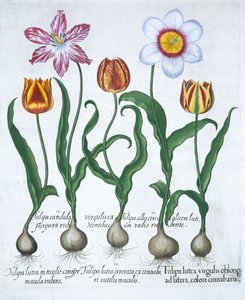 Fem tulipaner, 1613 af Unbekannt
