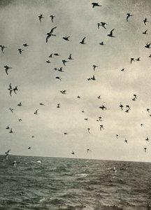 Flight of Antarctic Petrels, c1908, 1909. af Unbekannt