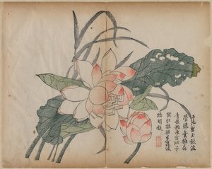 Blomstrende lotus og knop, 1700-tallet. af Unbekannt