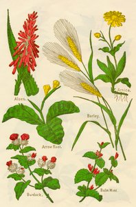 Blomster: Aloe, Arnica, Pilerod, Byg, Balsammynte, Burre, c1940. af Unbekannt