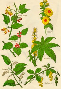 Blomster: Bitter sød, havtorn, terninger, cikorie, ricinusolie, berberis, c1940.