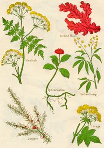 Blomster: Hemlock, Island Moss, Ipecacuanha, Indisk hamp, Juniper, Lovage, c1940