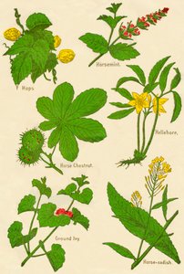 Blomster: Humle, Horsemynte, Hestekastanje, Hellebore, Ground Ivy, Peberrod, c1940