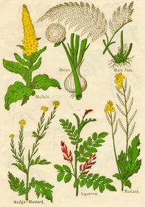 Blomster: Mullein, Løg, Hanbregne, Nodge-Mustard, Lakrids, Sennep, c1940 af Unbekannt