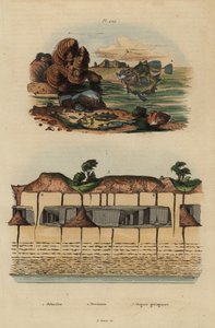 Fossile brachiopoder, Discinisca lamellosa 1, okseøjet oreo, Oreosoma atlanticum 2 og underjordiske geologiske organer ved Saint Pierre 3 af Unbekannt