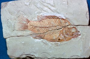 Fossil af en fisk af Unbekannt