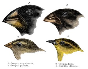 Fire eller arten finke observeret af Darwin på Galapagos-øerne af Unbekannt