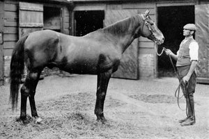 Foxhall, 1880-1904, 1911 af Unbekannt