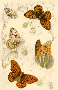 Fritillary sommerfugle, 1800-tallet. af Unbekannt