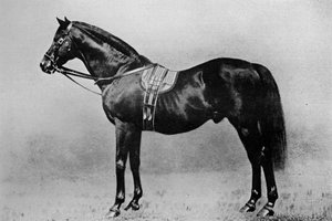 Galopin, 1872-1899, 1911 af Unbekannt