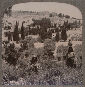 Getsemane Have og Oliebjerget fra græske haver, c1900 af Unbekannt