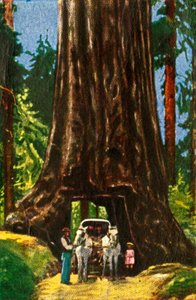 Giant Redwood i Californien, c1928. af Unbekannt