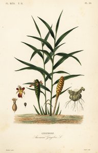 Ingefær eller ingefærrod, Zingiber officinale, Amomum zingiber, Gingembre af Unbekannt