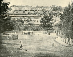 Gladesville Asylum for the Insane, New South Wales, 1901. af Unbekannt