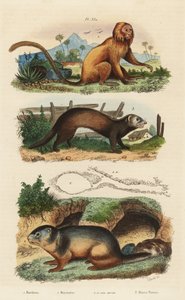 Guldløve tamarin, Leontopithecus rosalia, truet 1, alpin murmeldyr, Marmota marmota 2 og hule, og ilder eller stangkat, Mustela putorius 3 af Unbekannt