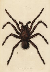 Goliat fugleæder-edderkop, Theraphosa blondi af Unbekannt