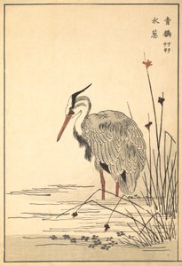 Grey Heron Aosagi og Mizu-aoi Plant, 1857. af Unbekannt