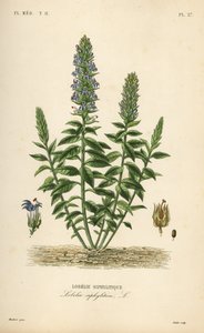 Store blå lobelia, Lobelia siphilitica, Lobelia siphilitica, Lobelia syphilitique af Unbekannt