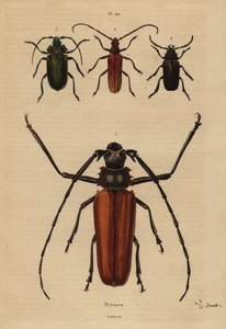 Stor langhornsbille, Enoplocerus armillatus 1, Aegosoma scabricorne 2, Pyrodes nitidus 3 og Prionus desmaretii 4 af Unbekannt