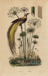 Større paradisfugl, Paradisaea apoda og papyrusgræs, Cyperus papyrus af Unbekannt