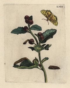 Større burre, Arctium lappa-plante, med møl, larve og puppe 63 af Unbekannt