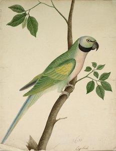 Grøn papegøje, ca. 1820. af Unbekannt