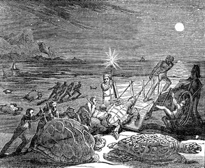 Grønne skildpadder og uægte skildpadder fanget på Cubas kyst, 1832 af Unbekannt