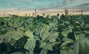 Tabakanbau, Kuba, 1909 von Unbekannt