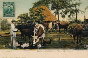 Havana. Country Scene - Cuban Barnyard, c1910 af Unbekannt