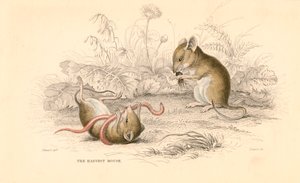Høstmus Micromys minutus af den gamle verden, 1828 af Unbekannt
