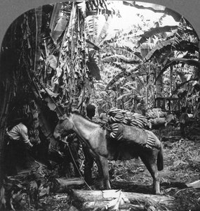 Bananhøst, Costa Rica, 1909 af Unbekannt