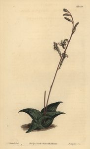 Havarthia venosa (Recurved Aloe, Aloe Recurve) af Unbekannt