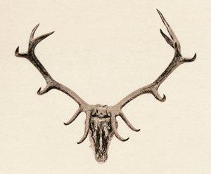 Head of a Deer, c1500-tallet, 1904 af Unbekannt