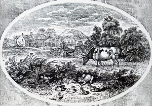Hovedstykke af Thomas Bewick af Unbekannt