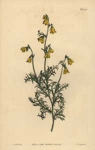 Hermannia confusa (Finbladet hermannia, Hermannia tenuifolia) af Unbekannt