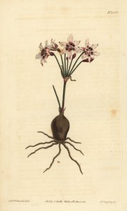 Hessea cinnamomea (glitrende blomstret strumaria, Strumaria crispa) af Unbekannt