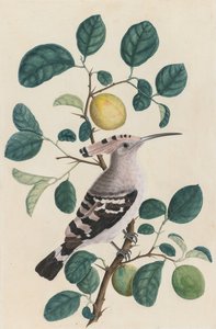 Hoopoe on a Citrus Tree Green, ca. 1800. af Unbekannt