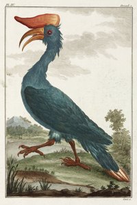 Hornbill af Unbekannt