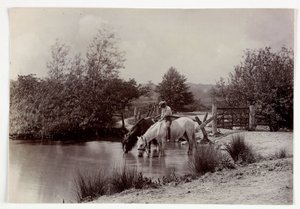 Heste drikker ved dam, vers 1890 af Unbekannt