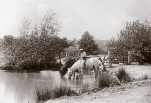 "Heste drikker ved dam", omkring 1890