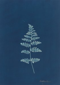 Hothocleana, ca. 1850