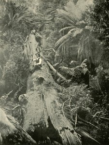 How Are The Mighty Fallen, 1901. af Unbekannt