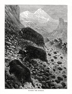 Jagt på moskusoksen, 1877 af Unbekannt