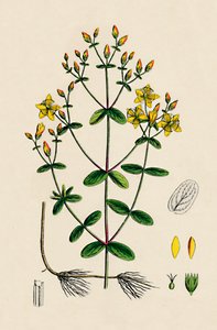 Hypericum Boeticum. St. John