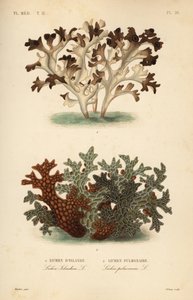Islandmos, Cetraria islandica, islandsk lav og trælungeurt, Lobaria pulmonaria, lungelav af Unbekannt