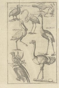 Illustration hentet fra boken Beskrivelse af Vorgebürges des Guten Hope og deres hottentotter af Kolb, Peter og udgivelse af bey Peter Conrad Monath (de, 1745) af Unbekannt