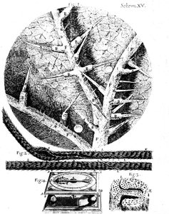Illustrationer fra den engelske mikroskopist Robert Hookes Micrographia, 1665 af Unbekannt