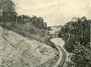 I Blackall Ranges, 1901. af Unbekannt